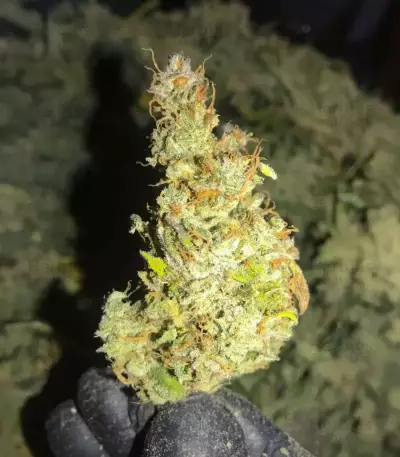 Lemon Jack Seeds (Seedkeepers)