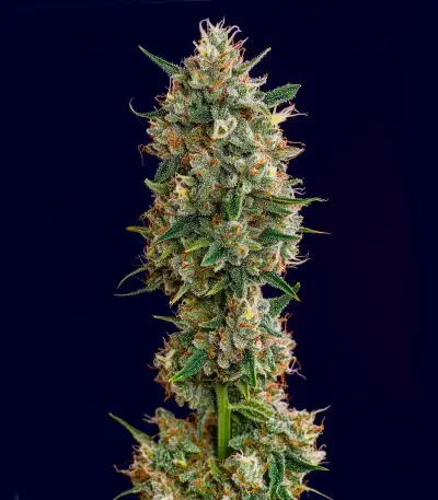 Melonade Runtz Auto Seeds