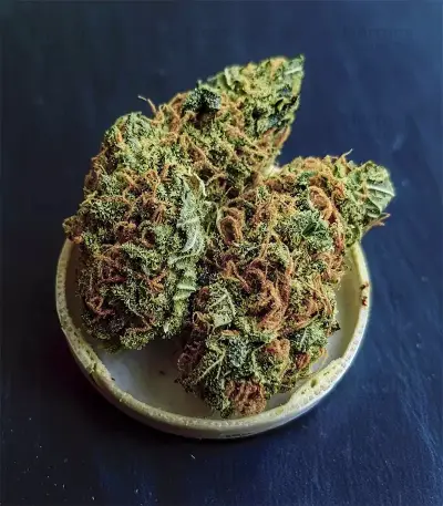 Mendo Breath Seeds