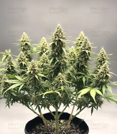 OG Critical (Emerald Triangle Seeds)