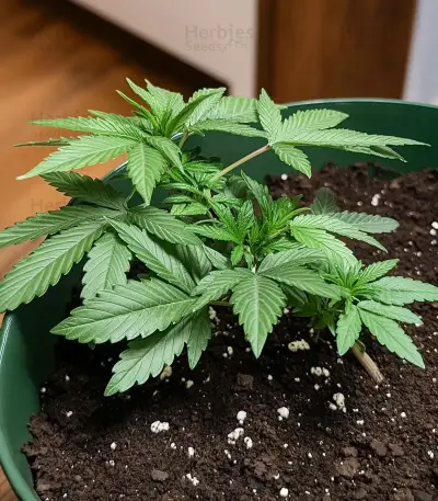 Semi femminizzati Royal Gorilla