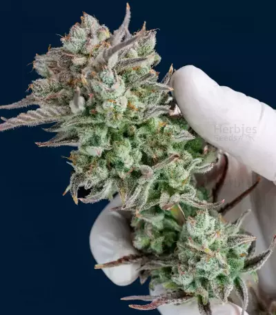 Strawberry Banana Auto Seeds