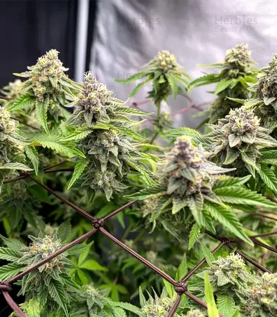 Strawberry Lemonade Seeds