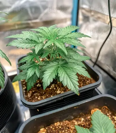 Sugarlato Auto Seeds