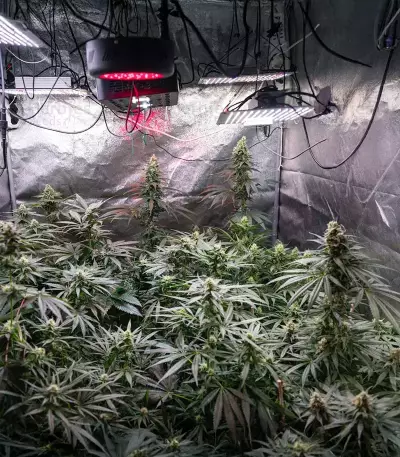 Super Boof Auto Seeds