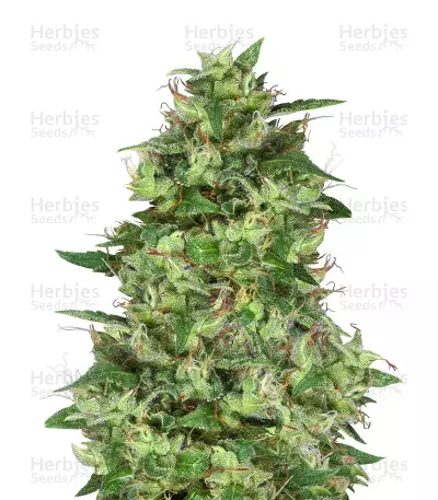 Graines de cannabis Trippy Gorilla (Big Head Seeds)