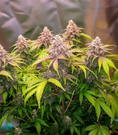 Wonder Pie Seeds