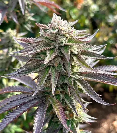 Z feminized seeds (Big Head Seeds)