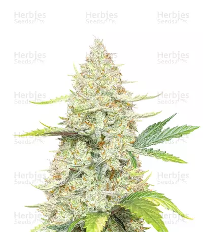 Sunset Sherbet Feminized Seeds (Herbies Seeds USA)