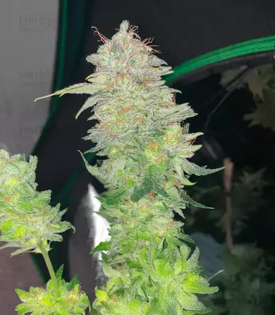 Tahoe OG Kush feminized seeds