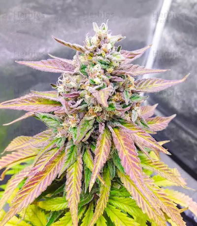 Semillas Feminizadas Totally Alpha OG (AlphaFem Seeds)