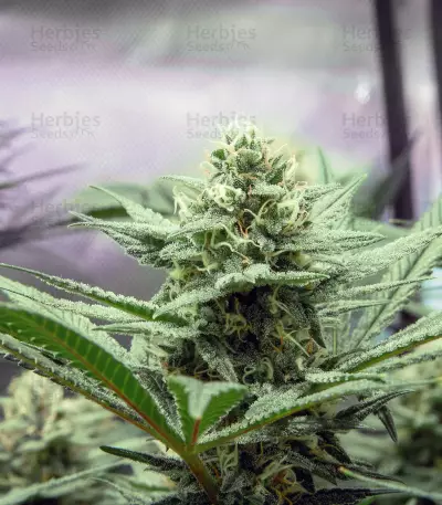 Wedding Cake feminized seeds