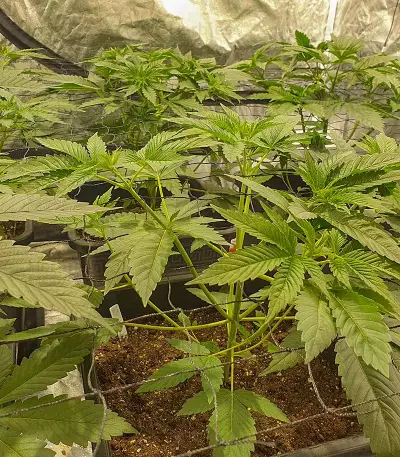 Wedding Cookies féminisée (Original Sensible Seeds)