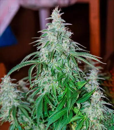 Super Skunk Autoflower (Herbies Seeds)