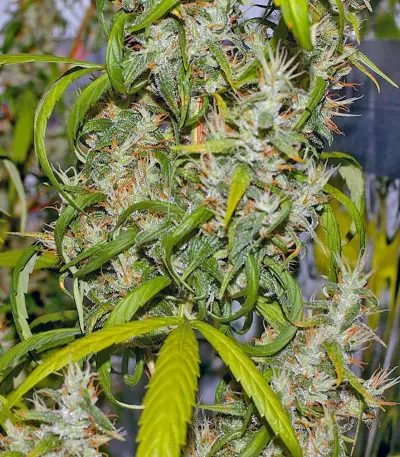 Graines de cannabis Neville's Haze (GHS)