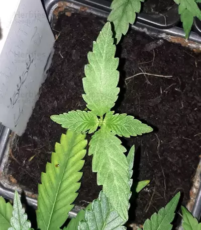 Semi femminizzati Alien Gorilla (Big Head Seeds)