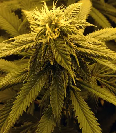 Amnesia Mistery Seeds