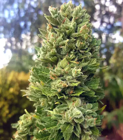 Auto Critical Soma Seeds