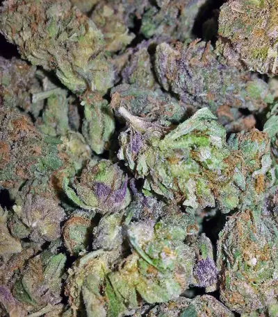 Cheese feminized seeds (Big Buddha Seeds)