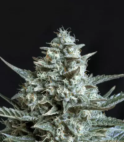 Blubonik Seeds