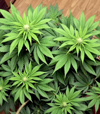 Blueberry Gum marijuana strain