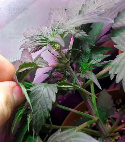 CBD 1:1 Silver Lime Haze Semi femminizzati autofiorenti