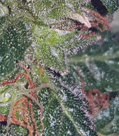 Candyland Seeds