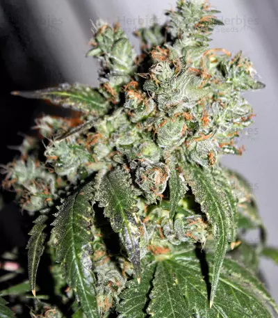 Cataract Kush regular seeds