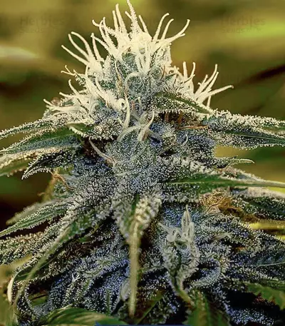 Graines de cannabis Critical 47 Express Auto (Positronics Seeds)
