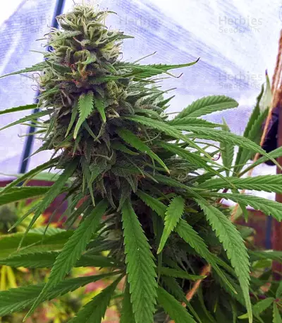 Critical Mass Seeds (Mr. Nice Seedbank)