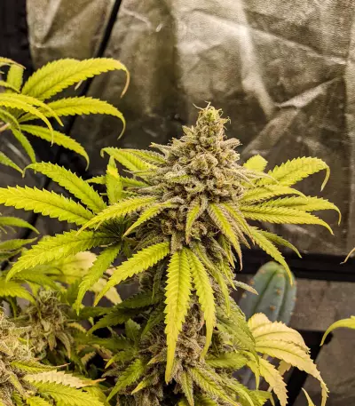 Semi femminizzati Critical Super Silver Haze