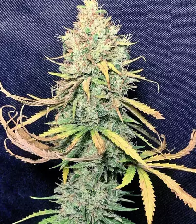 Graines de cannabis Exodus Kush (DNA Genetics)
