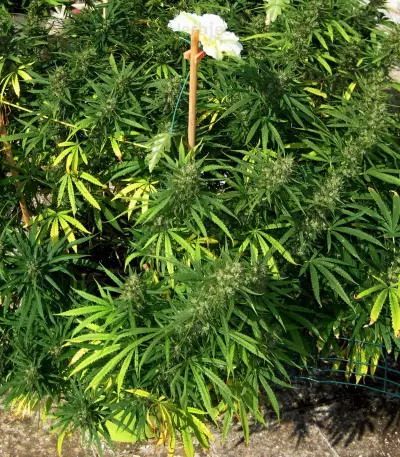 Ghost Rider OG Seeds