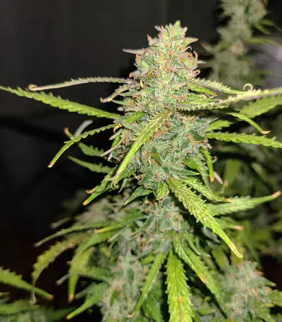 Hindu Kush feminized seeds