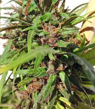 Honduras Seeds