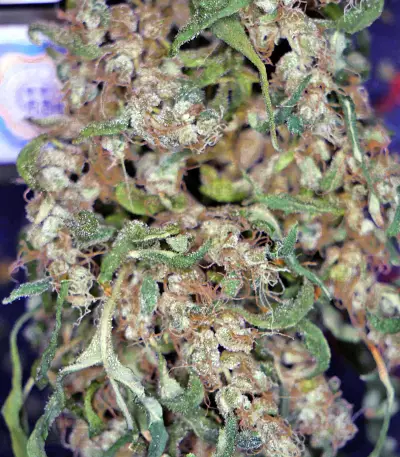 Hubbabubbasmelloscope Auto Seeds