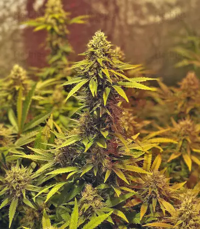 LA Chocolat Seeds