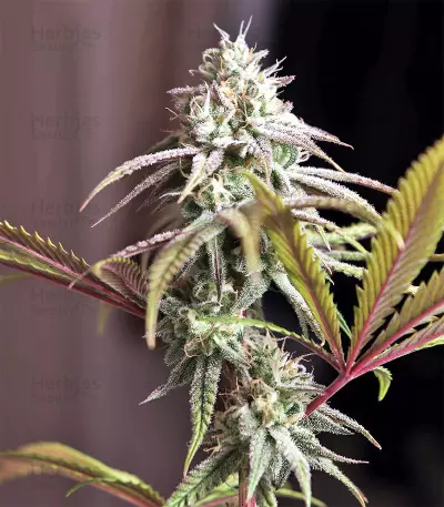 Mangobiche Kush Seeds
