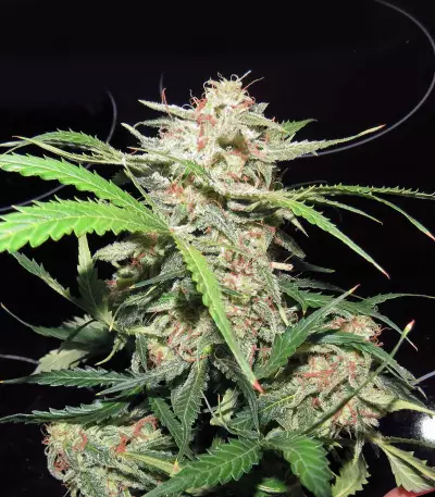 NYC Diesel Seeds
