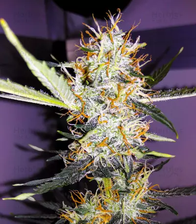 Graines de cannabis Narcotherapy Auto (Cream of the Crop Seeds)