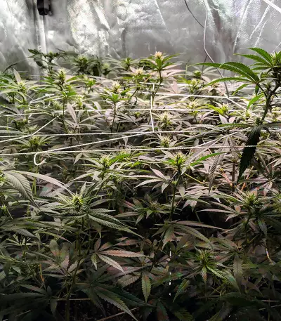 Pineapple Express #2 strain