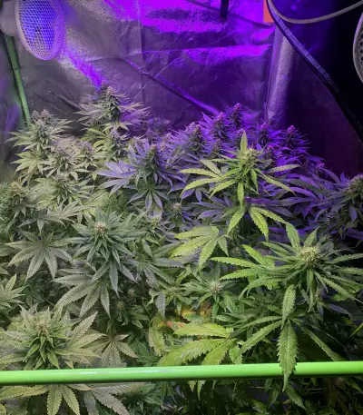 Purple Punch feminized seeds (Seedstockers)