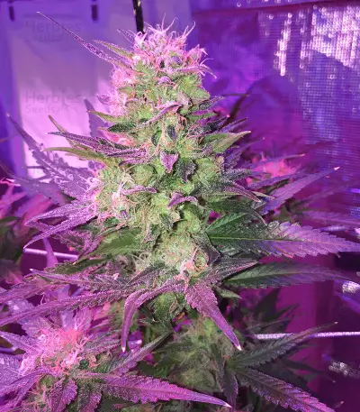 Semi femminizzati Ripper Haze