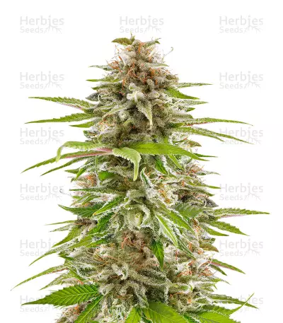 Graines de cannabis Sherbert Dab (Big Head Seeds)