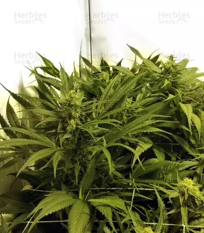 Skullcap Regular (Karma Genetics)