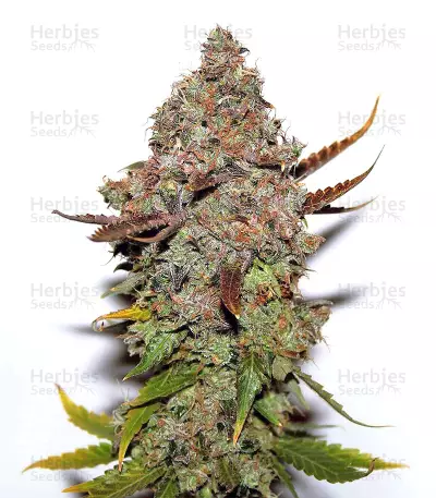 Skunk Classic feminized seeds