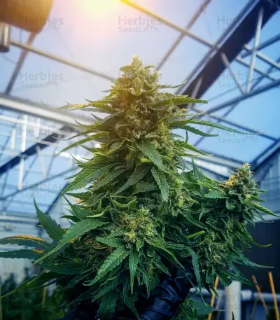 Skunk Haze Seeds