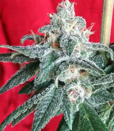 Graines de cannabis Snow Moon Regular (Ace Seeds)