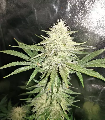 Sour Kosher (DNA Genetics)