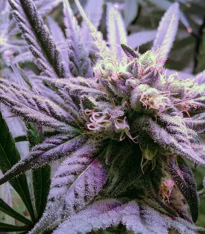Graines de cannabis Sour Tangie (Reserva Privada)